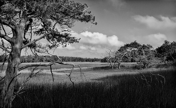 Sapelo Island