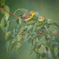 Female Orioles