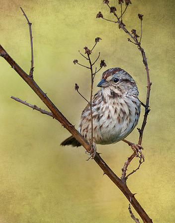 Song Sparrow