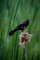 Red-Winged Blackbird