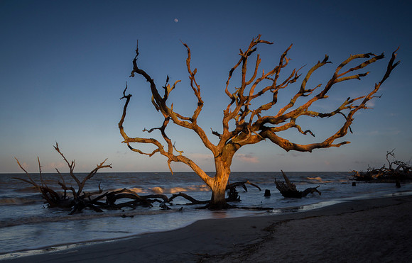 Tree of Light