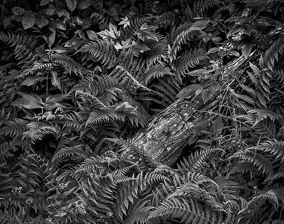 Fern Forest
