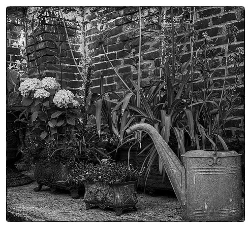 Oakland Greenhouse