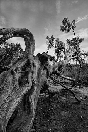 Wormsloe Low Country