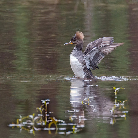 Juvenile Merganser