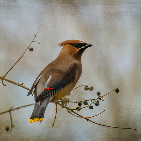 Cedar Waxwing