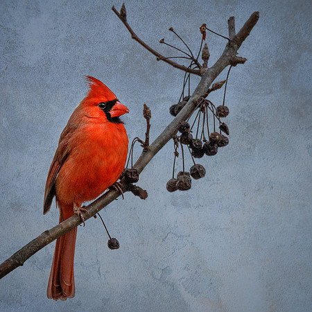 Male Cardinal