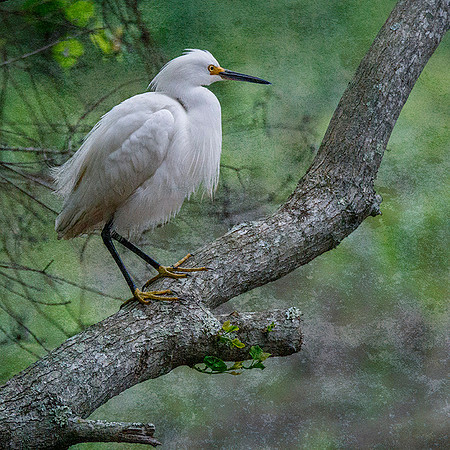 Snowy Egret