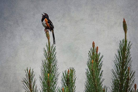 Eastern Towhee
