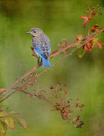 Bluebird
