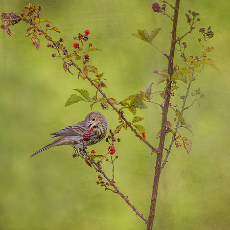 Sparrow