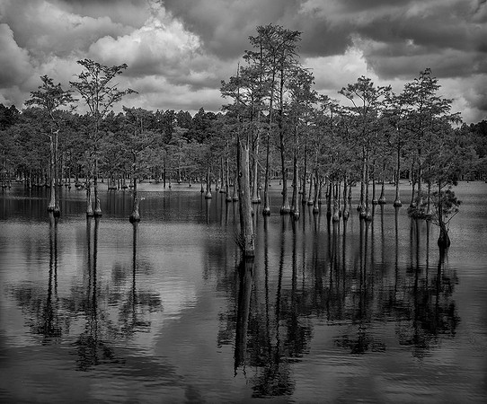 Southern Cypresses