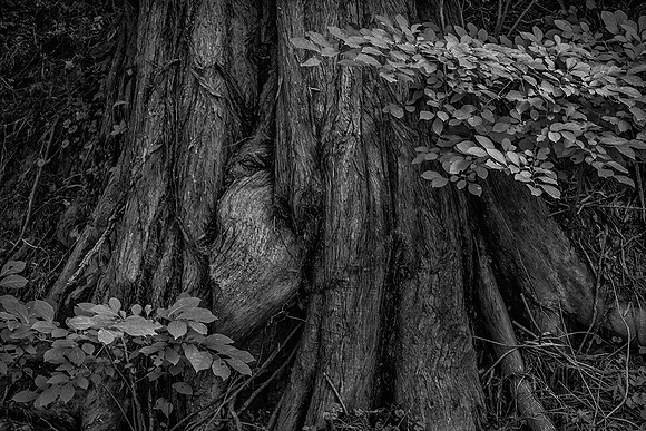 Cypress Tree Trunks