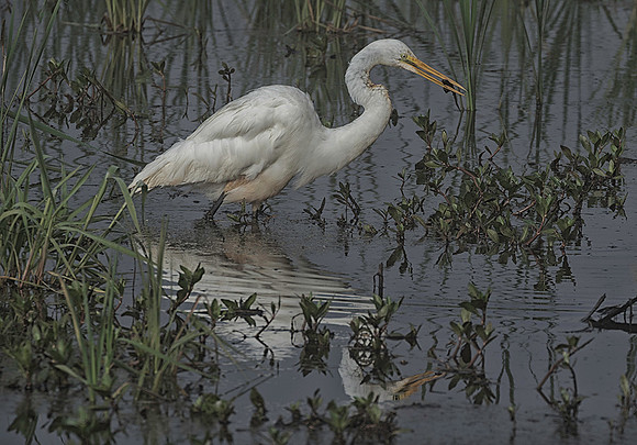 Great White Heron
