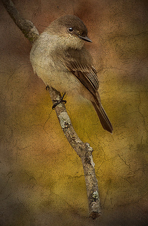 Flycatcher