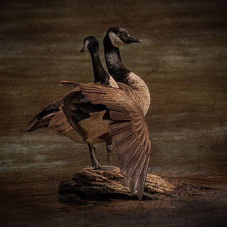 Canadian Geese
