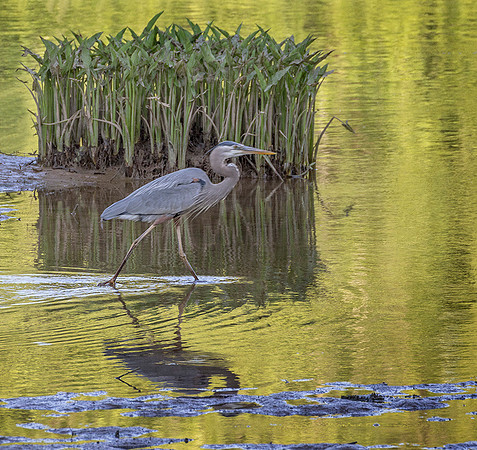Blue Heron