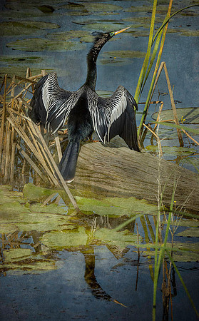 Anhinga