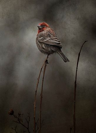 Male House Finch