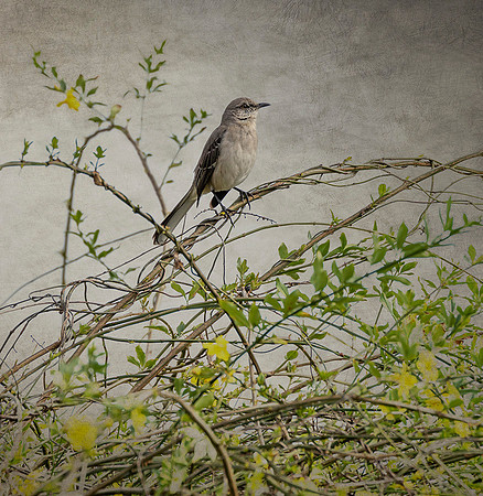 Mockingbird