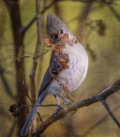 Tufted Titmouse