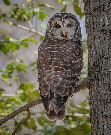 Barred Owl