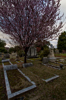 Faith, While Trees are Still in Blossom