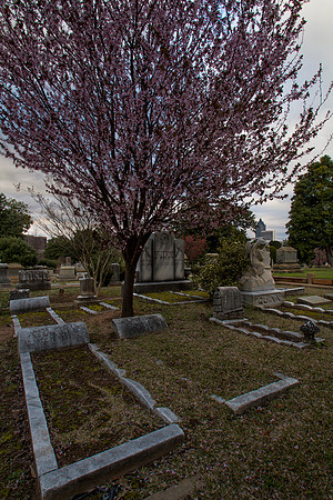 Faith, While Trees are Still in Blossom
